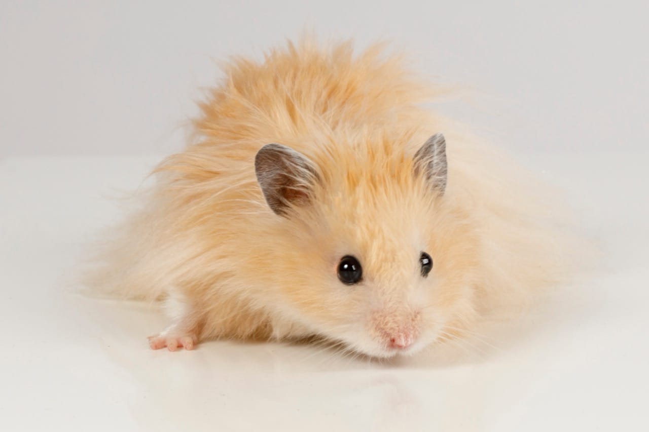 The Delightful World of Syrian Dwarf Hamsters: A Complete Care Guide ...