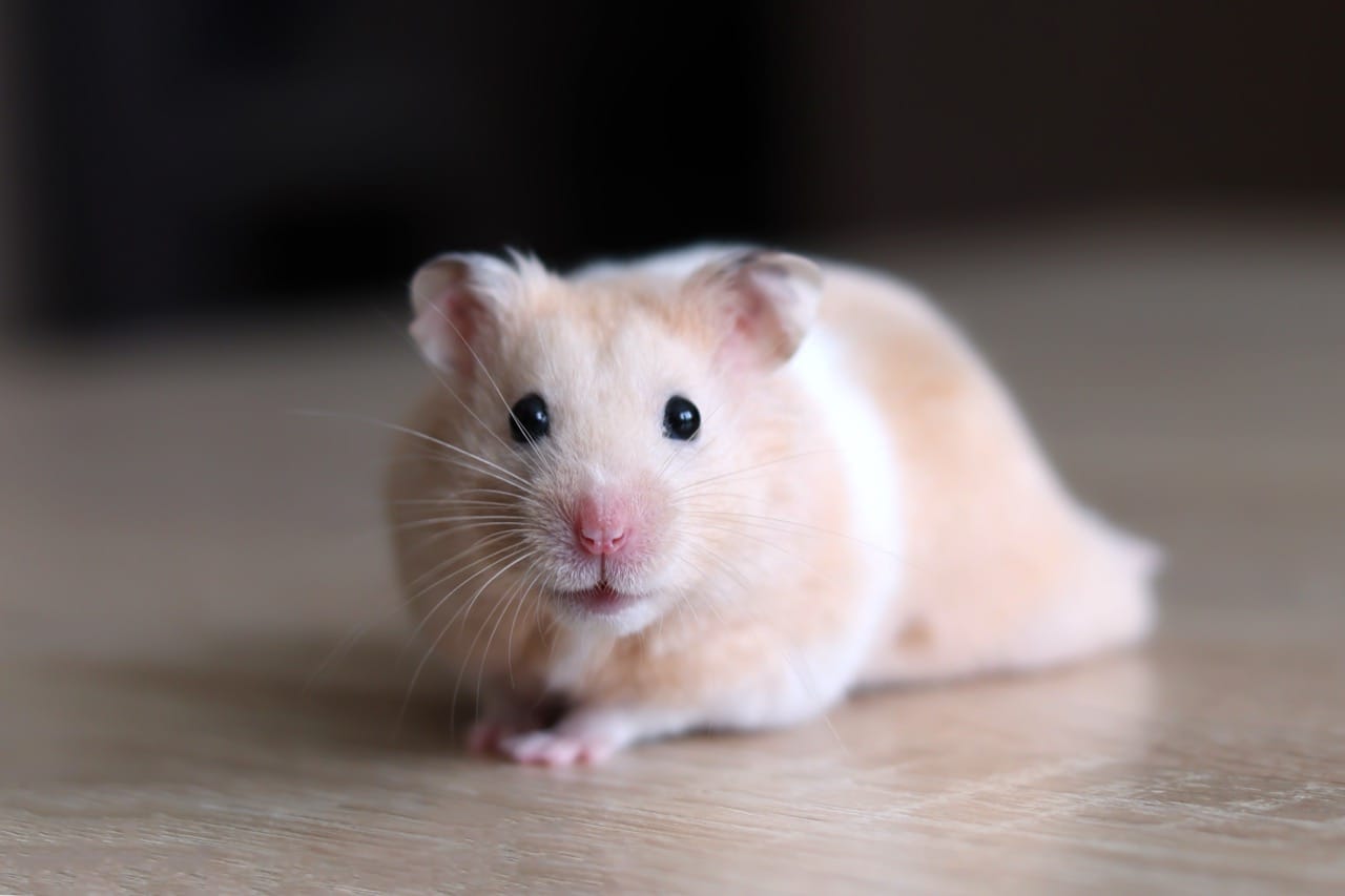 Exploring the Tiny World: A Quiz on Syrian Dwarf Hamsters | Clever Rabbits